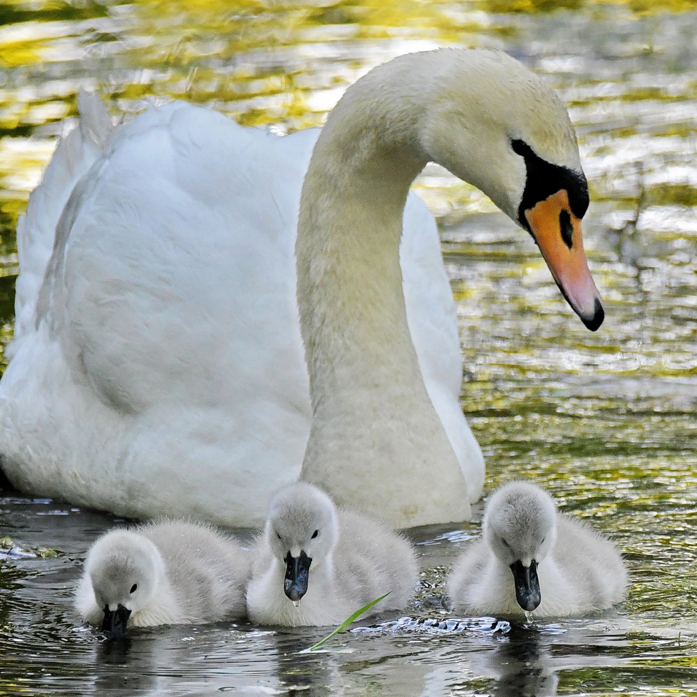 A swan with signets.
