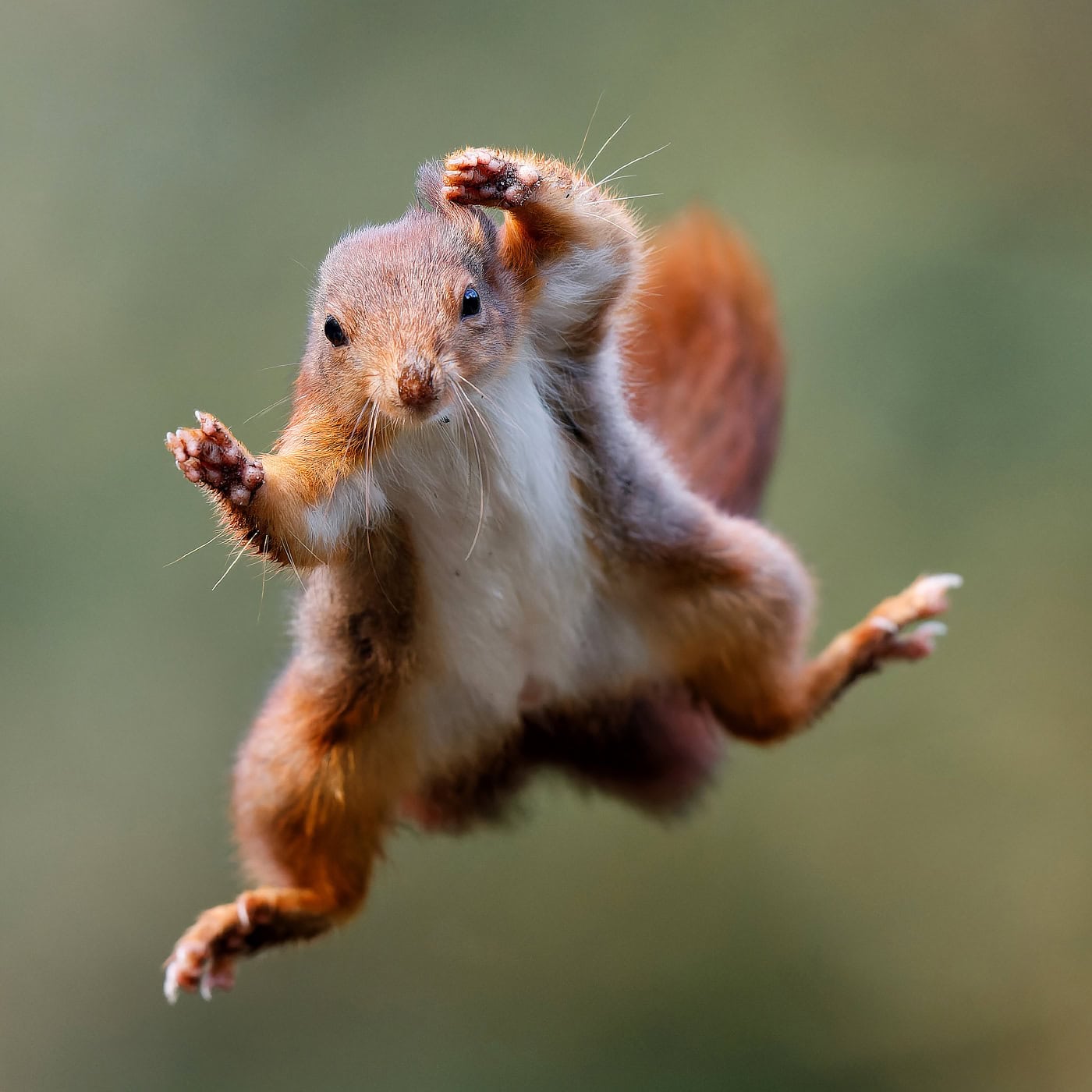 Happy leaping squirrel.